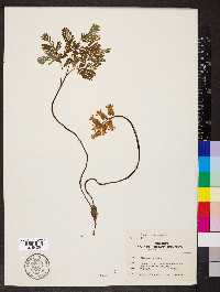 Dicentra canadensis image