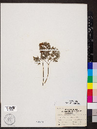 Dicentra canadensis image