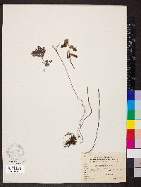 Dicentra canadensis image