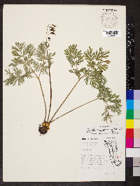 Dicentra cucullaria image