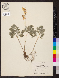 Dicentra cucullaria image