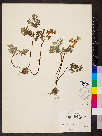 Dicentra cucullaria image