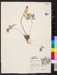 Dicentra cucullaria image