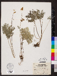 Dicentra cucullaria image