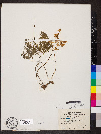 Dicentra cucullaria image