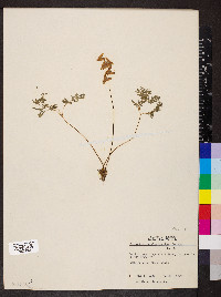 Dicentra cucullaria image