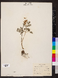 Dicentra cucullaria image