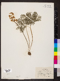 Dicentra cucullaria image