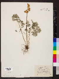 Dicentra cucullaria image