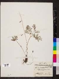 Dicentra cucullaria image