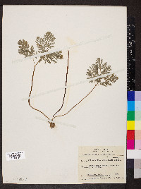 Dicentra cucullaria image