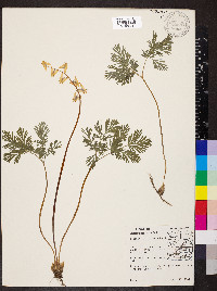 Dicentra cucullaria image