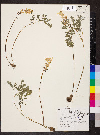 Dicentra cucullaria image