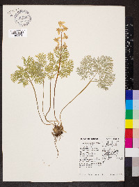 Dicentra cucullaria image