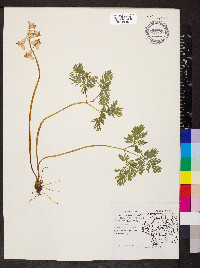 Dicentra cucullaria image