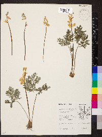 Dicentra cucullaria image