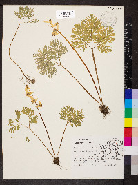 Dicentra cucullaria image