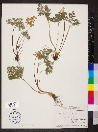 Dicentra cucullaria image