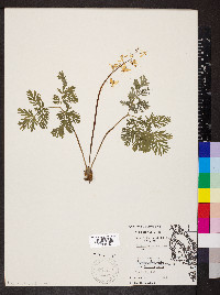 Dicentra cucullaria image