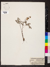 Dicentra cucullaria image