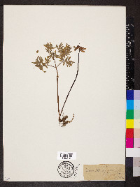 Dicentra canadensis image