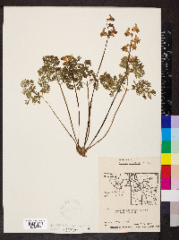 Dicentra cucullaria image