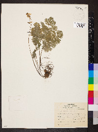 Dicentra cucullaria image