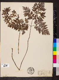 Dicentra eximia image