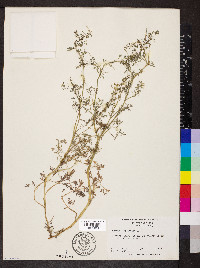 Fumaria officinalis image