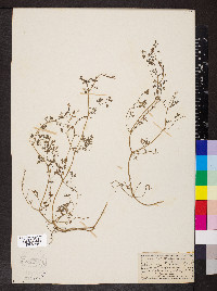 Fumaria officinalis image