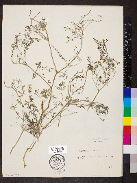 Fumaria officinalis image