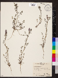 Fumaria densiflora image