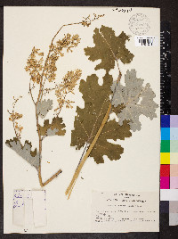 Macleaya cordata image