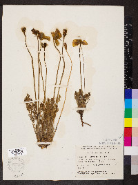 Papaver radicatum image