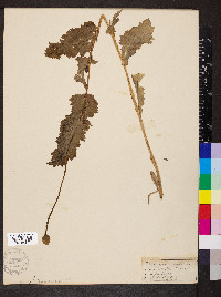 Papaver somniferum image