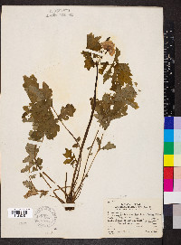 Stylophorum diphyllum image