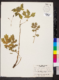 Stylophorum diphyllum image