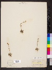 Arabidopsis thaliana image