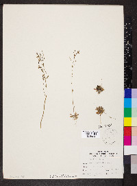 Arabidopsis thaliana image