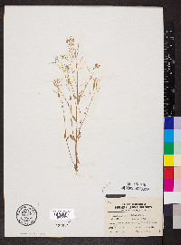 Arabidopsis thaliana image