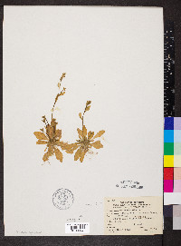 Arabidopsis thaliana image