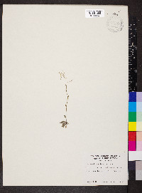 Arabidopsis thaliana image