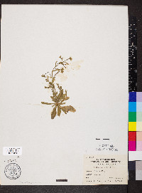 Arabidopsis thaliana image