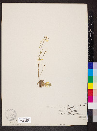 Arabidopsis thaliana image