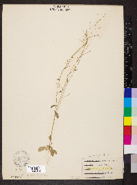 Arabidopsis thaliana image