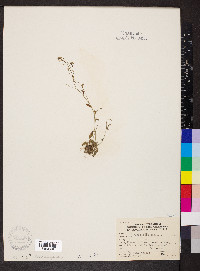 Arabidopsis thaliana image