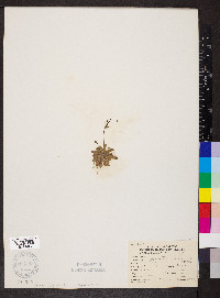 Arabidopsis thaliana image