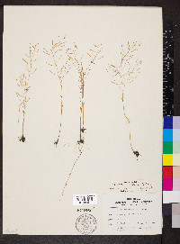 Arabidopsis thaliana image