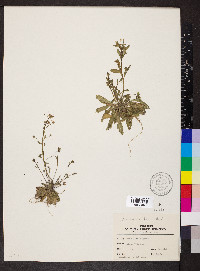 Arabidopsis thaliana image
