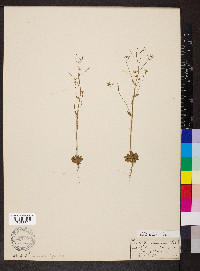 Arabidopsis thaliana image